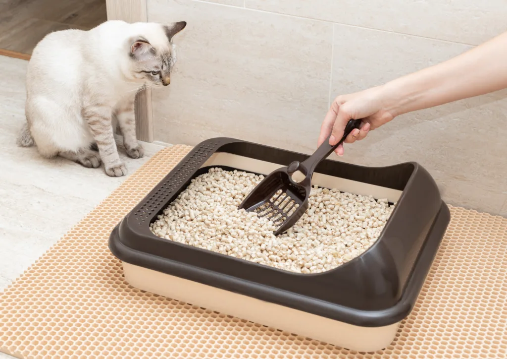 Importance of a Clean Home in Preventing Pet Health Problems