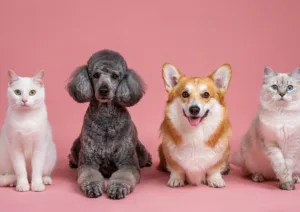 animal cleaning 300x212 png